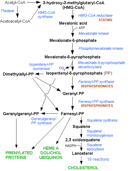 Diagram+of+the+metabolic+pathway+in+the+liver+resulting+in+cholesterol+production.+%0D%0A+%0D%0AStatins+are+HMG+CoA+reductase+inhibitors.+%0D%0AThe+production+pathway+for+cholesterol+is+blocked+%28inhibited%29+by+statins.+The+effect+is+increased+by+higher+doses.+%0D%0AYou+do+NOT+need+to+remember+the+pathway%21++%0D%0A+%0D%0AIt+is+useful+to+remember+that+many+statins+%28not+pravastatin%29+are+metabolized+by+way+of+Cytochome+P450.+Any+changes+to+the+capacity+of+this+pathway+will+speed+up+or+slow+down+the+metabolism+of+the+statin%2C+and+thus+the+level+of+the+drug+affecting+the+body.